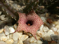 huernia hislopii zander 01