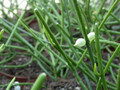 rhipsalis gibberula 11