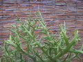euphorbia stenoclada 1310