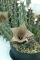 huernia sp S.Collenette es2814 04