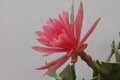 eh zimmerschmuck 92 05