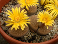 lithops hookeri subfenestrata 04
