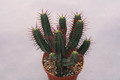 euphorbia enopla 0388