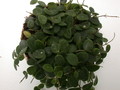 hoya serpens 3953