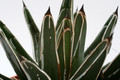 agave victoria reginae 7667