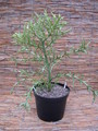 euphorbia stenoclada 1308