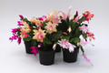 schlumbergera sorten 10004