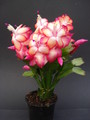 schlumbergera samba brazil 1625