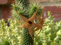 huernia pillansii 02