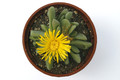 glottiphyllum oligocarpum mg152 1042