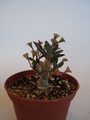 euphorbia capsaintmariensis 61