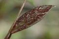 hoya pubicalyx silver pink 05