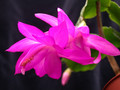 schlumbergera madonga 03