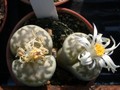 lithops hallii02