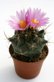 thelocactus buekii mk38 138 0248