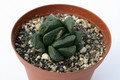 haworthia cv frosty tips 7278
