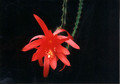 aporocactus carolina