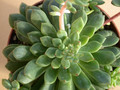 graptopetalum polyphyllum 03