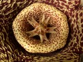 orbea variegata helle bluete 04