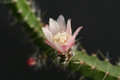 lepismium ianthothele 0094