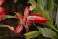 schlumbergera big fire 03