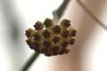 hoya kerrii 01