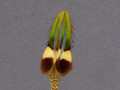 ceropegia radicans radicans 2234
