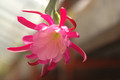 eh exotica 6428 05