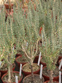 ceraria namaquensis 01