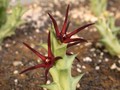orbea baldratii d1416 03