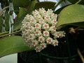 hoya parasitica 0208 02