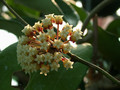 hoya crassicaulis philipinen 01