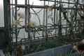 selenicereus grandiflorus aufbluehen 1437
