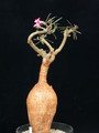 adenium somalense 06
