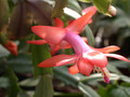 schlumbergera thor vida 06