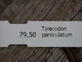 tylecodon paniculatum 8595