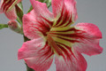 adenium cv siam rainbow 9086
