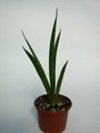 sansevieria kirkii friends 5414