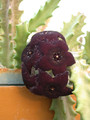 caralluma lutea 01