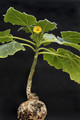 uncarina roeoesliana 19