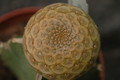 euphorbia turbiniformis 1085