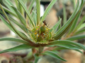 euphorbia trichadenia 05