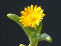 cephalophyllum gracile 1373.jpg