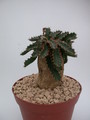 euphorbia stellata 1342