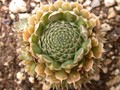 orostachys spinosus 01