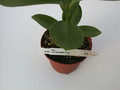 hoya australis glatt 1400