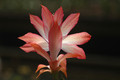 schlumbergera coral cascade 8205