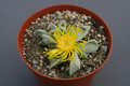 glottiphyllum oligocarpum steytlerville 0153