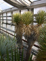 yucca brevifolia 01