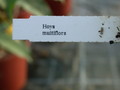 hoya multiflora 06